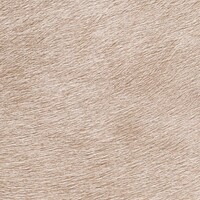 Indomptee - Movida - Un Alezan Au Crin Dore