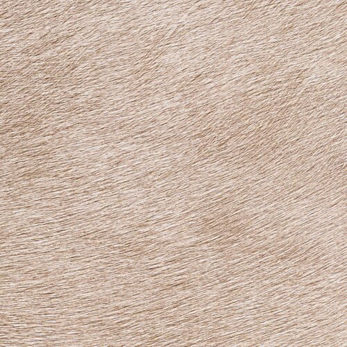 Élitis Indomptee - Movida - Un Alezan Au Crin Dore Élitis Indomptee - Movida - Un Alezan Au Crin Dore