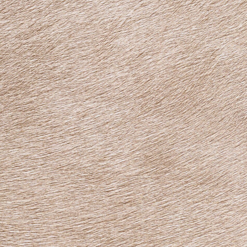 Élitis Indomptee - Movida - Un Alezan Au Crin Dore Élitis Indomptee - Movida - Un Alezan Au Crin Dore