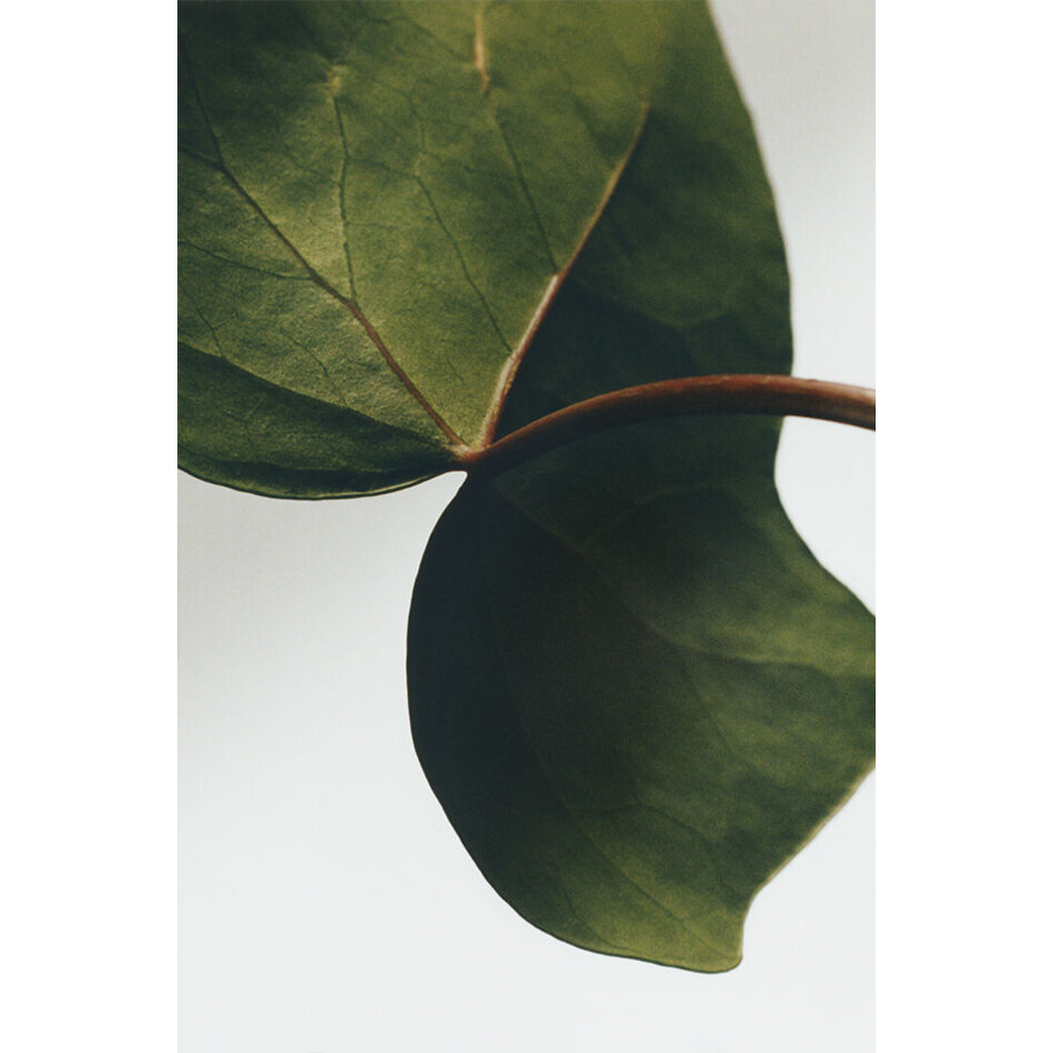 LOEWE Ivy Liquid Soap - Handzeep - 360ml LOEWE Ivy Liquid Soap - Handzeep - 360ml