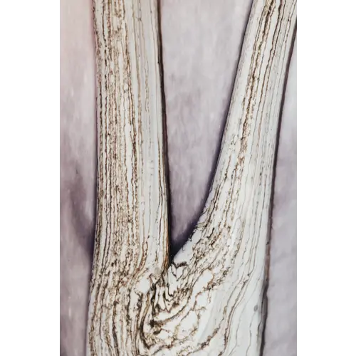 Baobab Woods Broceliande Max 24 Scented Candle Baobab Woods Broceliande Max 24 Scented Candle