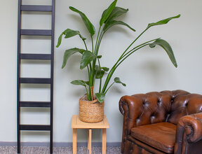 Enkele zwarte houten ladder