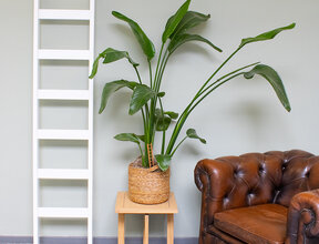 Échelle simple en bois blanc