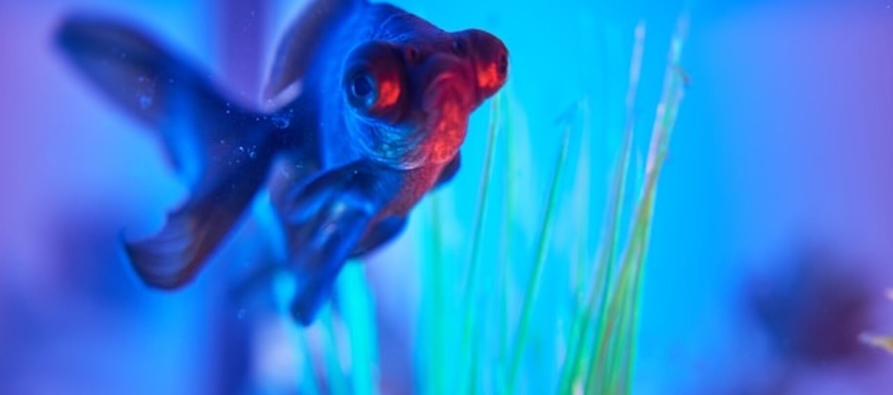 Aquarium