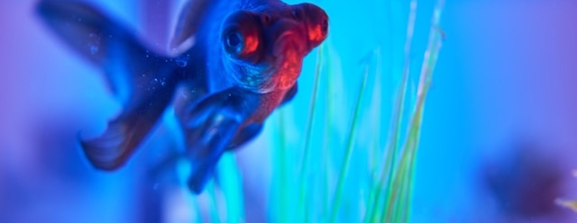 Sonda pH y medidor de pH para acuario