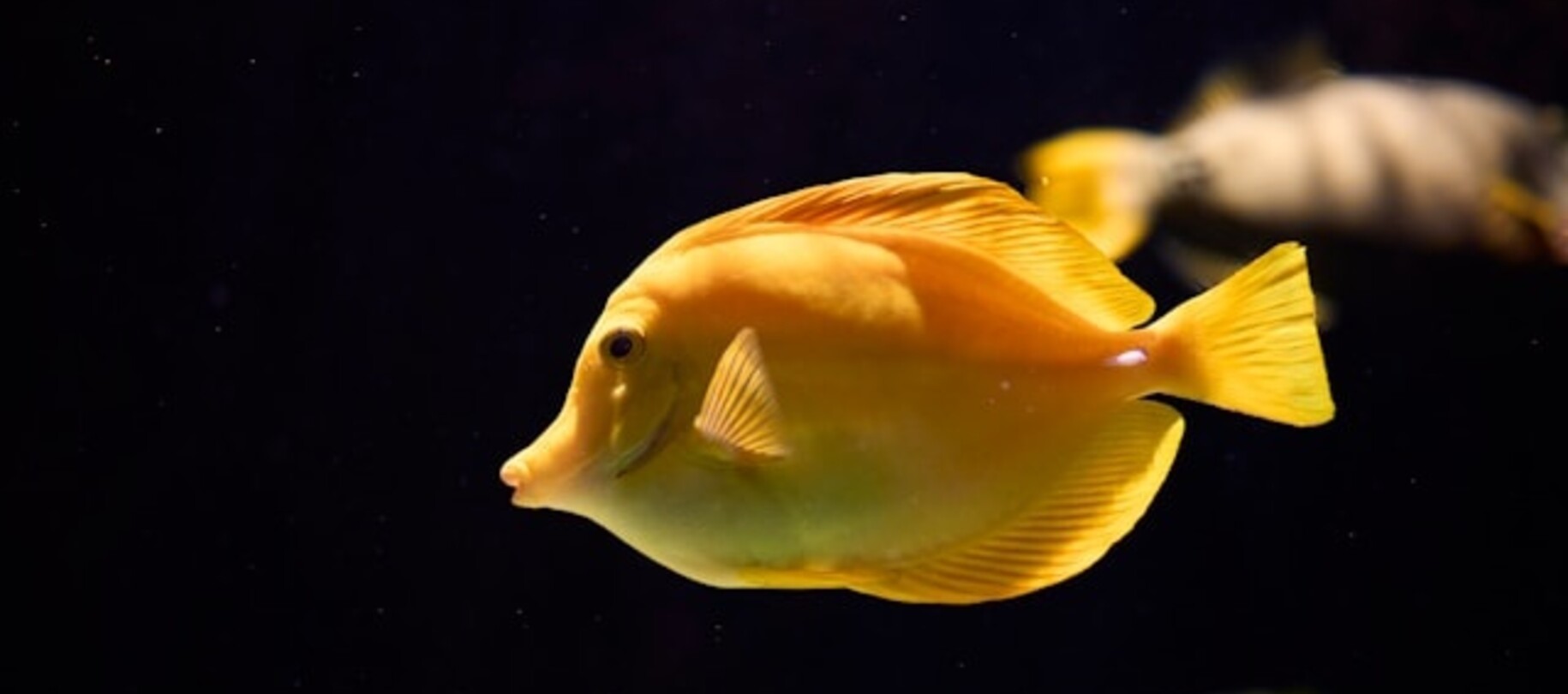 Aquarium