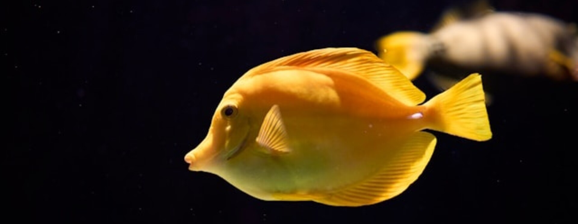 Sonda pH y medidor de pH para acuario