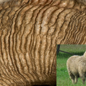 Merino wol bedtextiel: de 7 voordelen Merino wol bedtextiel: de 7 voordelen