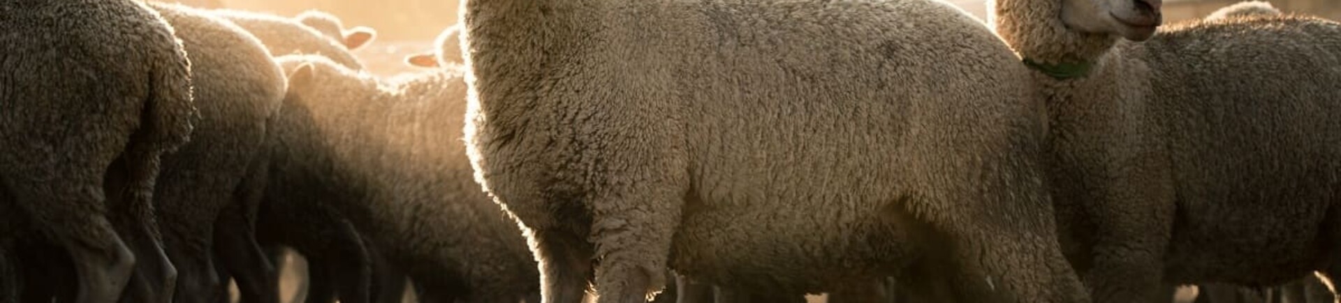 Onderdeken van Wol Merino: Verbeter jouw slaap en ervaar comfort