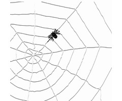 Spinnenweb Koord  | Wit