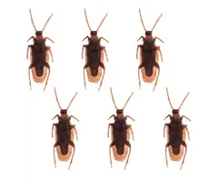 Kakkerlakken 6 Stuks / 2.5 x 7.5 cm