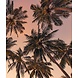 Tropical Miami Bliss Tropical Miami Bliss