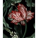 Wild Scarlet Tulips Wild Scarlet Tulips