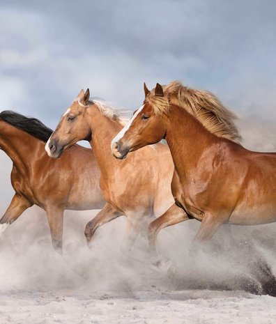 Horse wallpaper Speedy Stallions, washable Horse wallpaper Speedy Stallions, washable