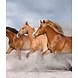 Speedy Stallions Speedy Stallions