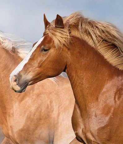 Paarden behang Speedy Stallions, afwasbaar Paarden behang Speedy Stallions, afwasbaar