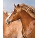 Speedy Stallions Speedy Stallions