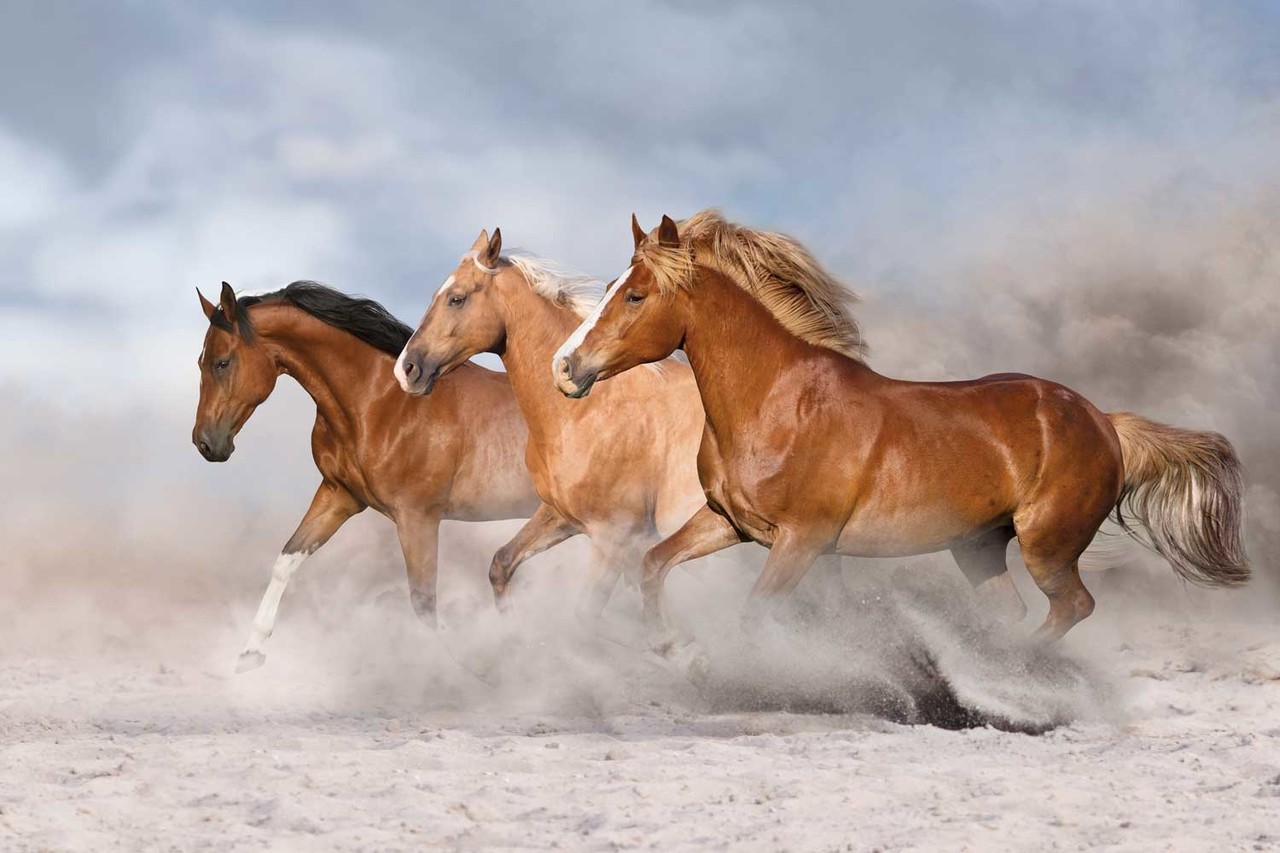 Horse wallpaper Speedy Stallions, washable Horse wallpaper Speedy Stallions, washable