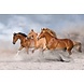 Speedy Stallions Speedy Stallions