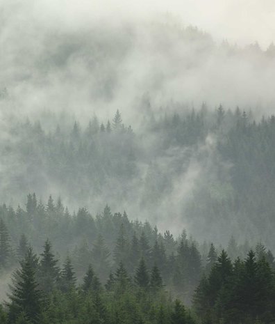 Landschappen behang Enchanted Woodlands, groen, afwasbaar Landschappen behang Enchanted Woodlands, groen, afwasbaar