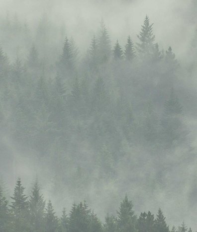Landschappen behang Enchanted Woodlands, groen, afwasbaar Landschappen behang Enchanted Woodlands, groen, afwasbaar