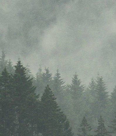 Landscapes wallpaper Enchanted Woodlands, green, washable Landscapes wallpaper Enchanted Woodlands, green, washable