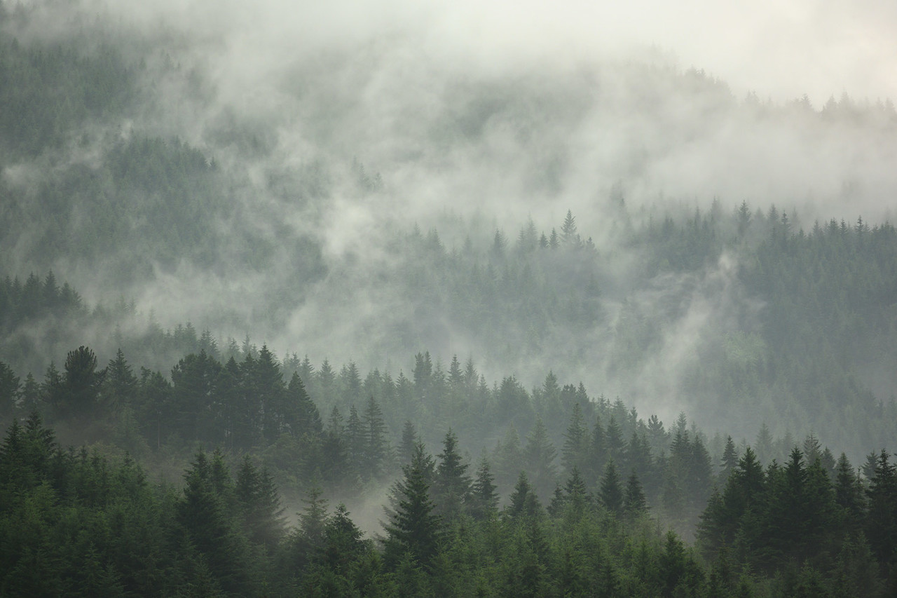 Landscapes wallpaper Enchanted Woodlands, green, washable Landscapes wallpaper Enchanted Woodlands, green, washable