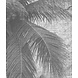 Jungle Shadows Jungle Shadows
