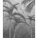 Jungle Shadows Jungle Shadows