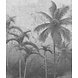 Jungle Shadows Jungle Shadows