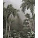 Tropical Mist Oasis Tropical Mist Oasis