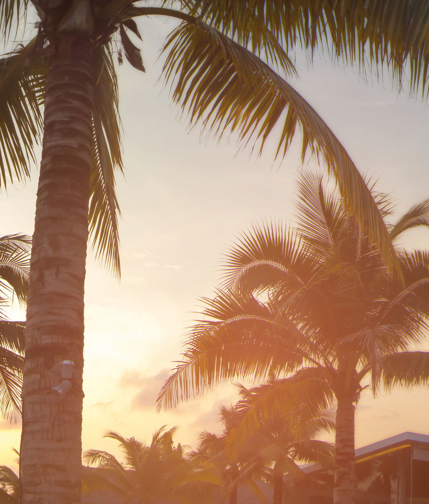 Palm photo wallpaper Palm Paradise, washable Palm photo wallpaper Palm Paradise, washable