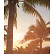 Palm Paradise Palm Paradise