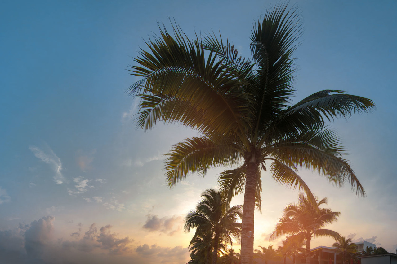 Palm photo wallpaper Palm Paradise, washable Palm photo wallpaper Palm Paradise, washable