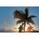 Palm Paradise Palm Paradise