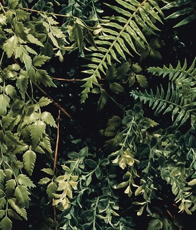 Leaves wallpaper Suspended Oasis, green, washable Leaves wallpaper Suspended Oasis, green, washable