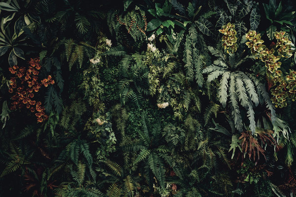 Bladeren behang Suspended Oasis, groen, afwasbaar Bladeren behang Suspended Oasis, groen, afwasbaar