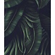 Vibrant Jungle Harmony Vibrant Jungle Harmony