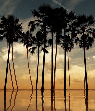 Palm wallpaper Twilight Tropicana, washable