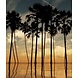 Twilight Tropicana Twilight Tropicana