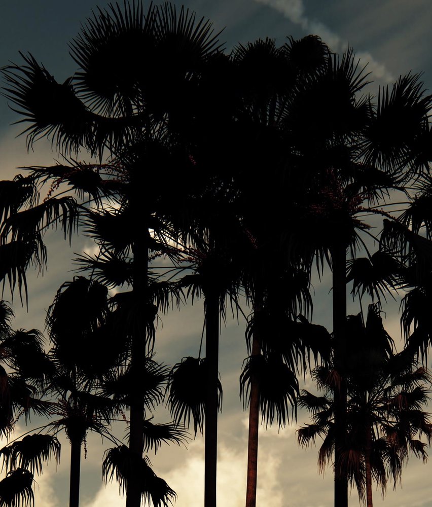 Palm behang Twilight Tropicana, afwasbaar