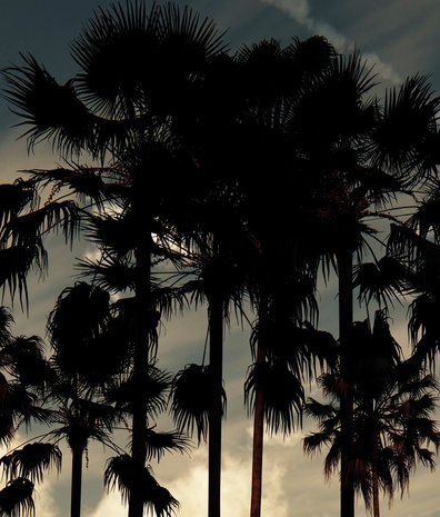 Palmentapete Twilight Tropicana, waschbar Palmentapete Twilight Tropicana, waschbar