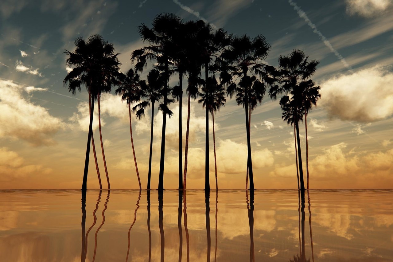 Palm behang Twilight Tropicana, afwasbaar