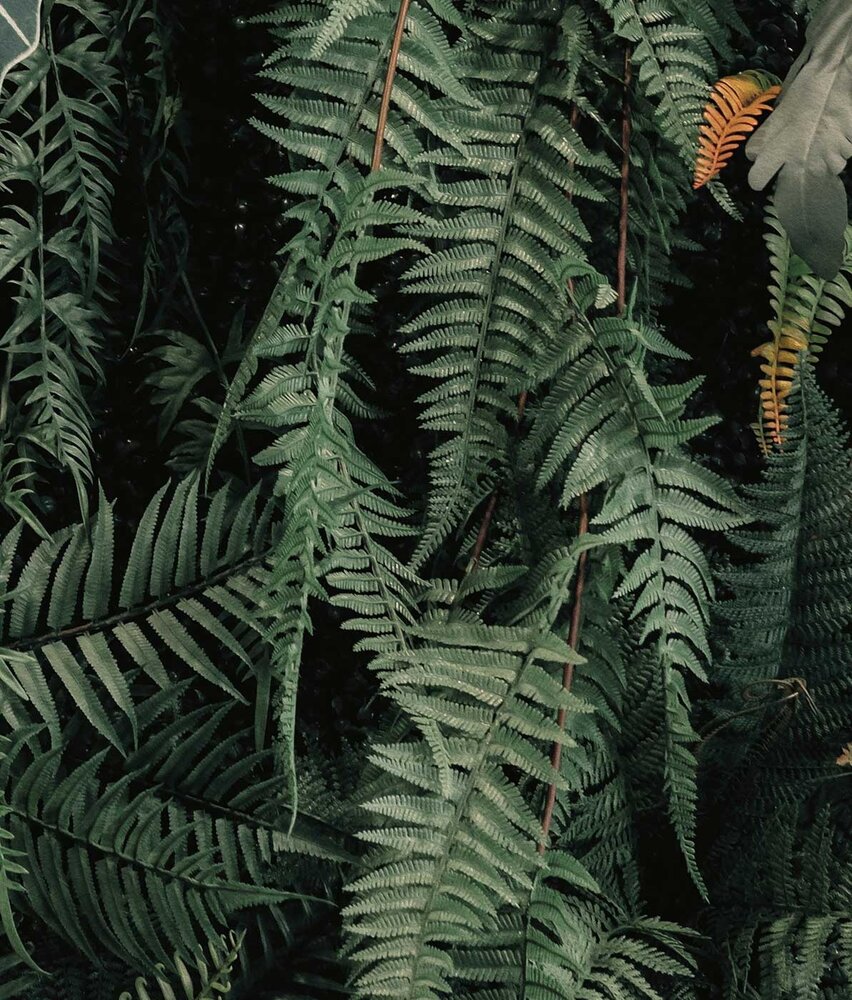 Bladeren behang Cascading Garden, groen, afwasbaar Bladeren behang Cascading Garden, groen, afwasbaar