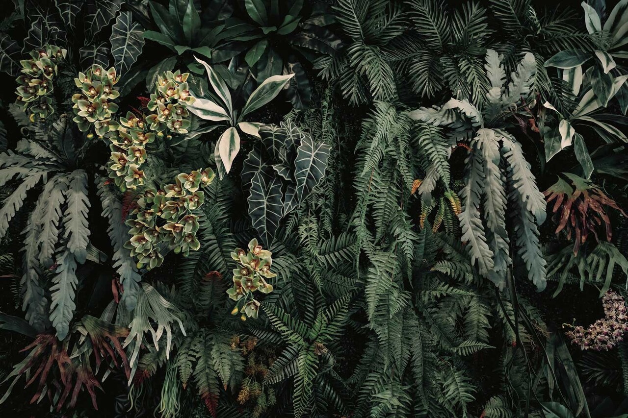 Bladeren behang Cascading Garden, groen, afwasbaar Bladeren behang Cascading Garden, groen, afwasbaar