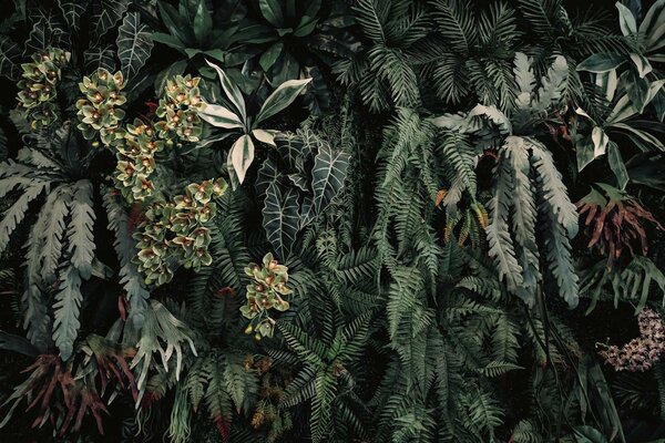 Blättertapete Cascading Garden, grün, waschbar Blättertapete Cascading Garden, grün, waschbar