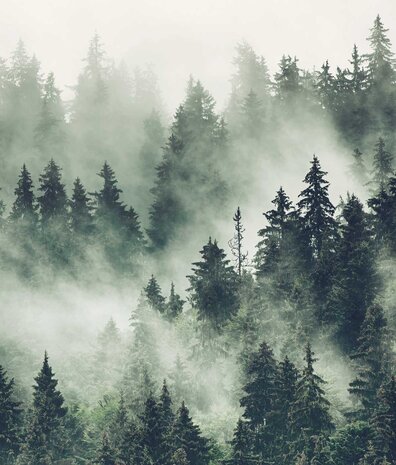 Waldtapete Mystical Grove, grün, waschbar Waldtapete Mystical Grove, grün, waschbar