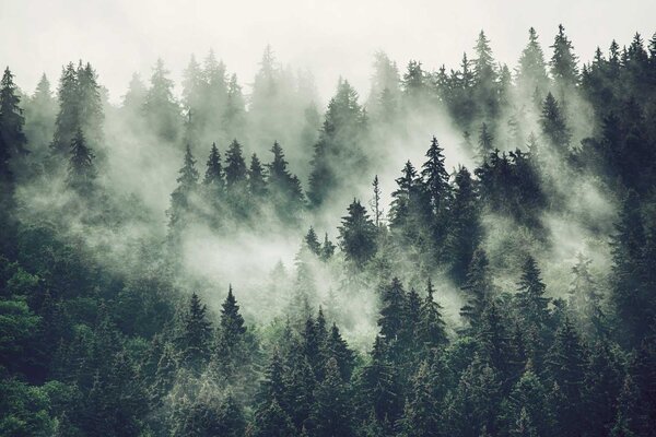 Bossen behang Mystical Grove, groen, afwasbaar Bossen behang Mystical Grove, groen, afwasbaar