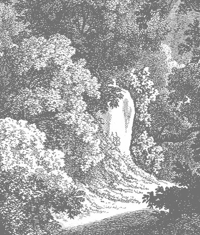 Bossen behang Shadowed Enigma Forest, afwasbaar