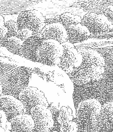 Bossen behang Shadowed Enigma Forest, afwasbaar